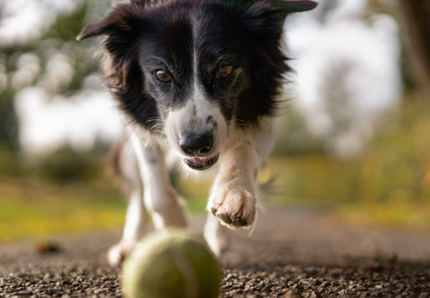 Far felice il cane con il gioco